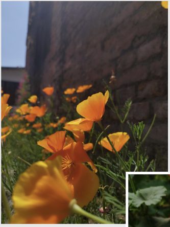 Orange poppies against a brick wall