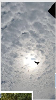 Bird crossing a bright cloudscape